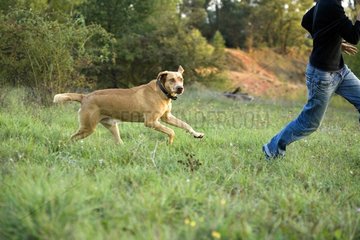 Dog Directs of Weimar running after its Master