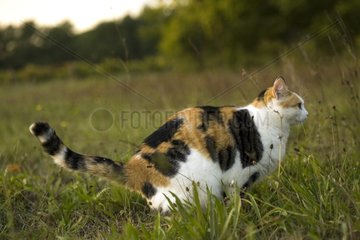 European cat in a field