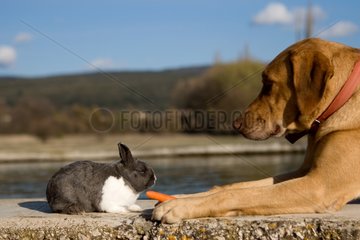 Brown dog and gray and white rabbit Provence France