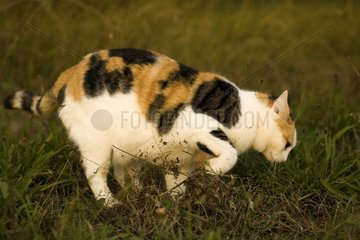 European cat in a field