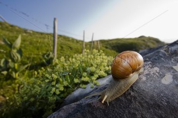 Burgundy Snail on a rock Les Rousses Jura France