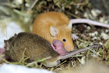 House mice couple and new-born in a terrarium