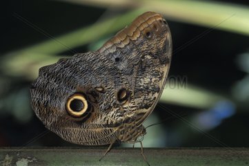 Schmetterling auf einem Stiel in einem Regenwald Brasiliens posiert