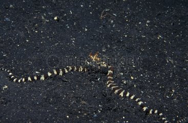 Pieuvre mimiquant un serpant de mer Indonésie