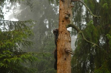 Wolverine climbing in a tree Haelsingland Sweden