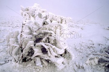 Baum im Schnee im Winter Frankreich