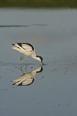 Pied avocet looking for food Texel Holland