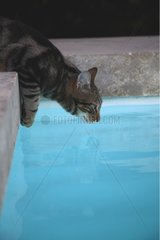 Katze trinkt in einem Pool