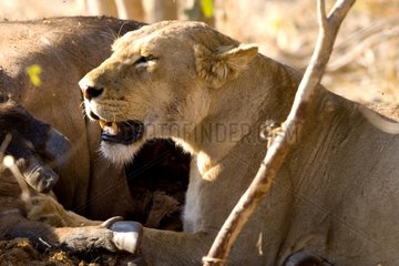 Lioness near a corpse of Buffalo NP Chobe Botswana