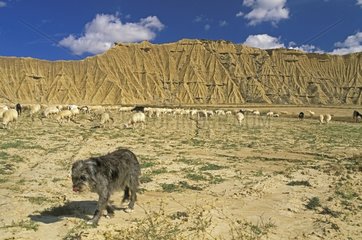 Herd of sheep and shepherd dog Navarre Spain
