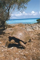 Tortue d'Aldabra marchant sur la côte Aldabra Seychelles