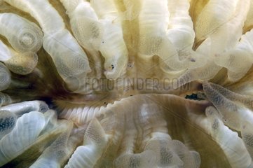 Mouth of Coral opening to digest the prey caught by polyps