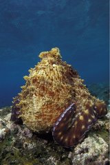 Gesättungsgefertigter pazifischer Tag Oktopus  der von Hunt Bali ruht