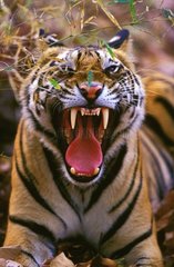 Junger männlicher bengalischer Tiger gähnen PN Bandhavgarh Indien