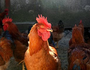 Portrait of a Cock among other congeners in a breeding