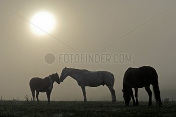 Horses in the morning fog Brognard Doubs France