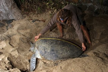 Einen Green Turtle Mayotte Comoros bekommen