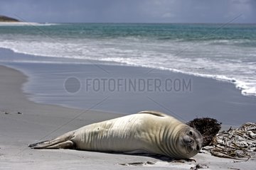 Northern elephant seal on a beach in Falkland Islands