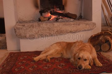 Golden retriever couché devant une cheminée