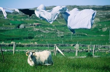 Ile d'Inisboffin  mouton  linge sèchant au vent