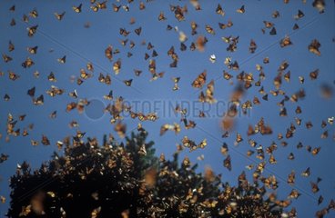 Monarch butterflies migrating USA