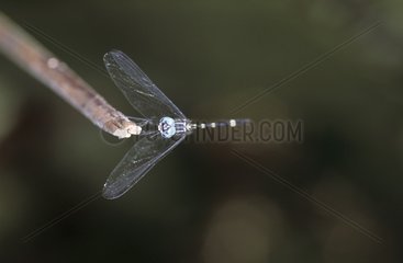 Dragonfly Panama