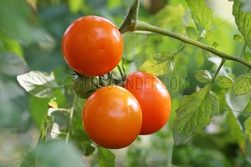 Grappe de tomates anciennes Prize of the Trial