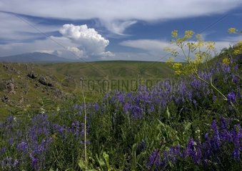 Blumen und Berge im Frühling Tien Shan Kasachstan