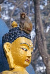 Rhesus -Makakenfrau  die auf einer Statue thront