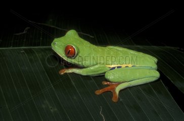 Red -Eyed -Frosch auf ein Costa Rica -Blatt gestellt
