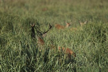 Male Red deer in grass Spain