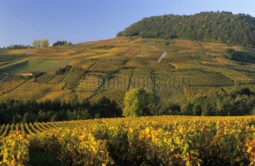 Vignobles de Château Chalon dans le Jura France