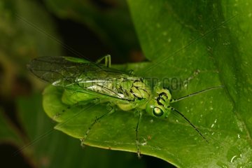 Sawfly posed on a leaf Aude France