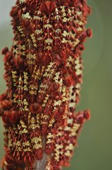 Morpho caterpillars clustered southern Brazilian Amazon