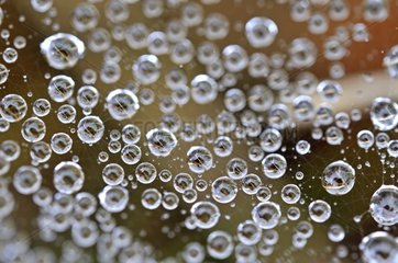 Perlen von Dew auf Spiderweb Frankreich