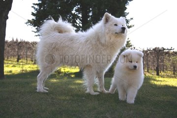 Pup Samoyede with his mother