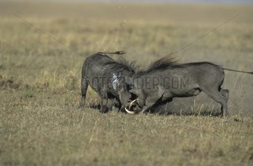 Warthog fighting in savanna Masai Mara Kenya