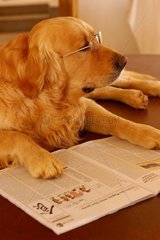Golden Retriever avec lunette lisant une revue