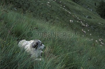 Montagne des Pyrénées surveillant un troupeau de moutons
