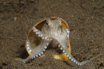 Veined octopus using snail shell for protection