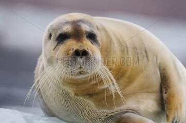 Bearded Seal resting on a pack of ice Spitsbergen