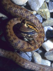 Glatte Schlange essen eine Wand Echsenbas-Rhin Frankreich