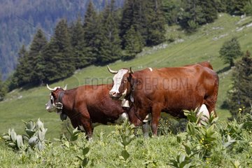 Abondance cows in the Aravis France