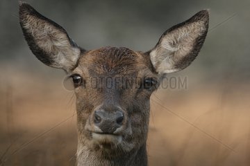 Portrait of a Hind in the Belgian Ardennes