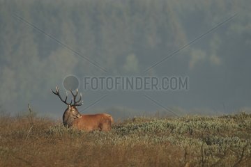 Red deer in the Belgian Ardennes