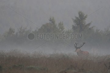 Red deer in the mist in the Belgian Ardennes