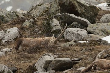 Alpine Ibex asleep in the Vanoise NP France