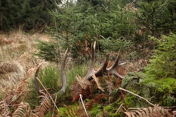 Molting of Red Deer in the forest in the Belgian Ardennes