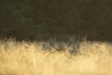 Red deers in velvet in the Belgian Ardennes