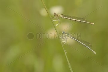 Gobled marked Damselflies resting on a stem in the morning